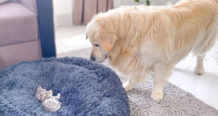 Kitten Takes Over Dog’s Sleeping Spot – The Dog’s Reaction Is Priceless