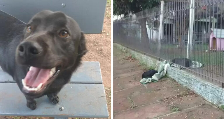 Rescued Puppy Drags Her New Blanket Outside To Share It With Her Homeless Friend