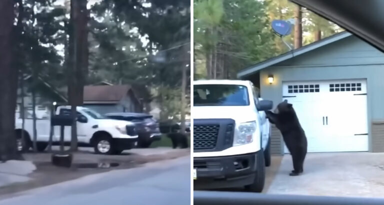 Bear Casually Walks Over a Driveway – What He Does Next Will Leave You in Stitches