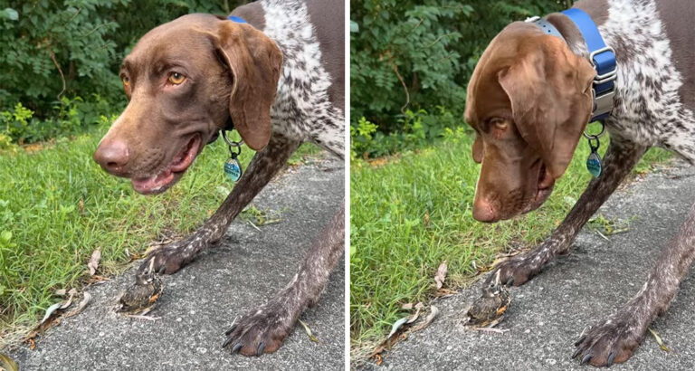 Dog Finds Baby Bird in the Woods – How the Chick Reacts Is Just Too Cute