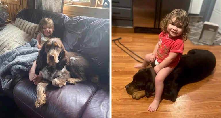 Little Girl and 2 Dogs Go Missing Without a Trace – The Surprising End of the Search