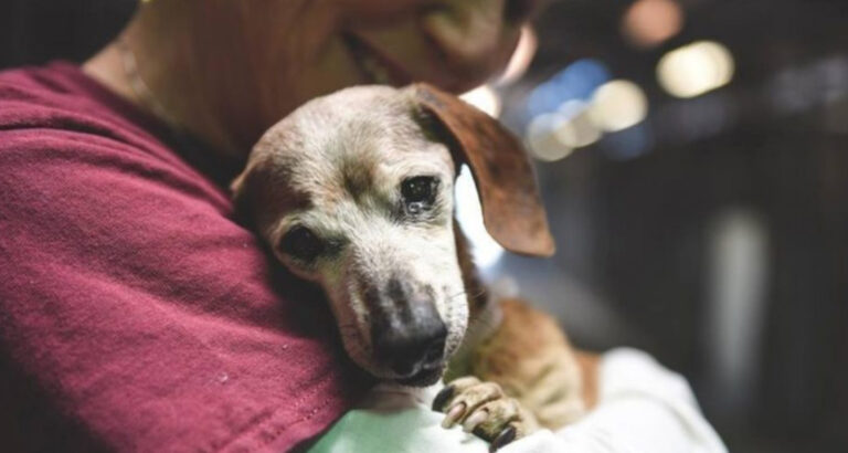 18-Year-Old Dog Brutally Abandoned – A Touching Encounter Unfolds in the Shelter