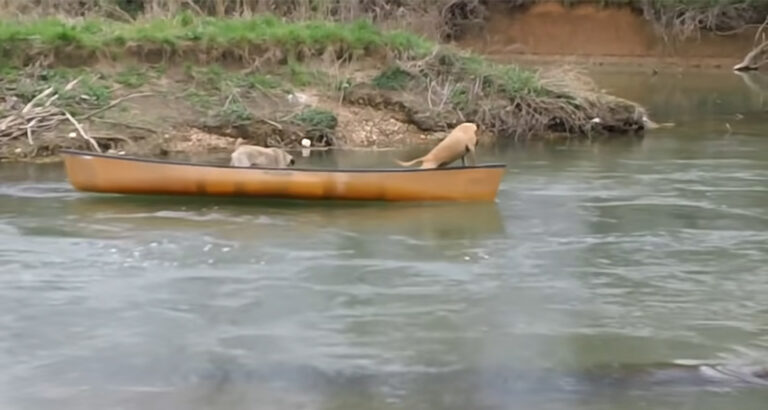 2 dogs drift helplessly in a canoe on a river – What a Labrador does then is simply incredible