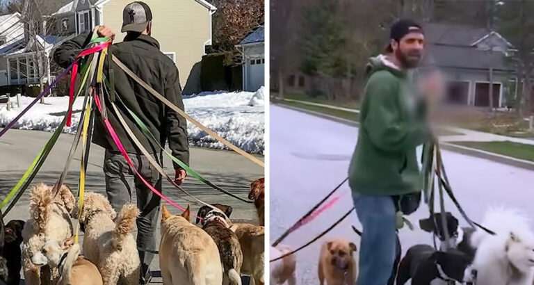 20 dogs on a leash, and none out of line: How this man achieves that is sensational