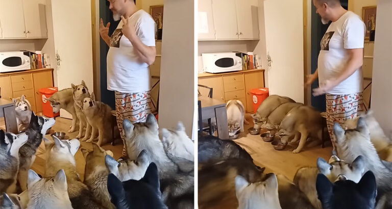 21 Huskies Want to Be Fed Simultaneously: How This Man Commands the Pack Is Amazing