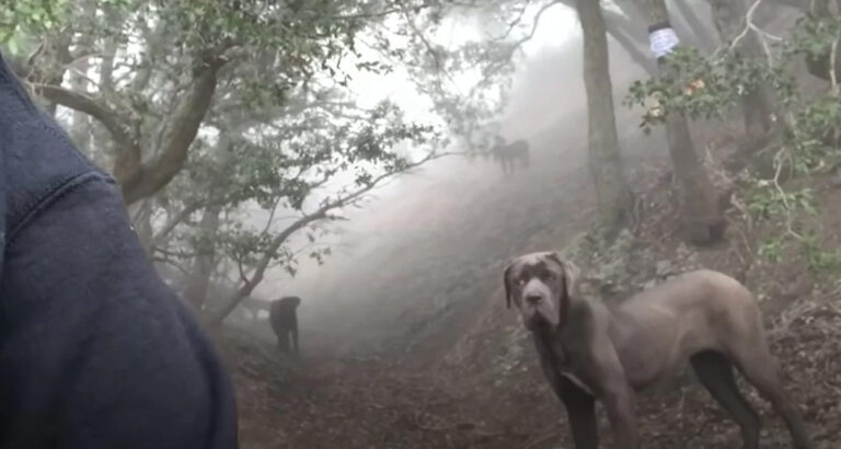 Woman Discovers 3 Frightened Dogs in the Mountains – What She Does to Rescue Them Is Heartwarming