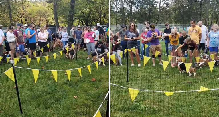 A Somewhat Different Dog Race: Short-Legged Pup Captures the Hearts of All Viewers