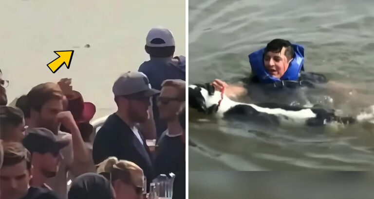 A dog is drowning in a raging river, and everyone just stands by – But then this brave man takes action