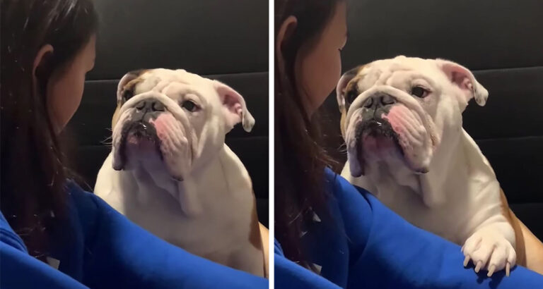 A gaze that melts ice – but the message the Bulldog wants to convey remains a mystery