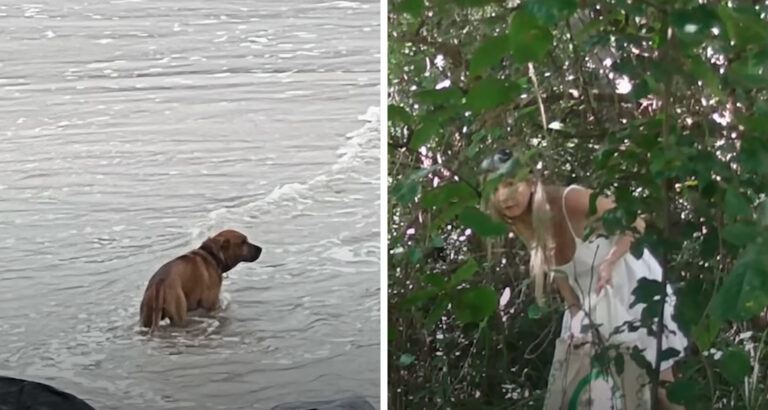 Heartbreaking: Abandoned Dog Searches for Its Owner Every Day – But This Woman Changes Everything