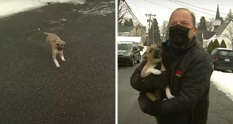 Puppy suddenly runs into Live TV Broadcast – The Moderator’s reaction is heartwarming