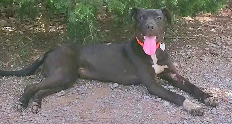 After Her Home Was Destroyed By A Tornado, You Gave Zoey A Safe Haven