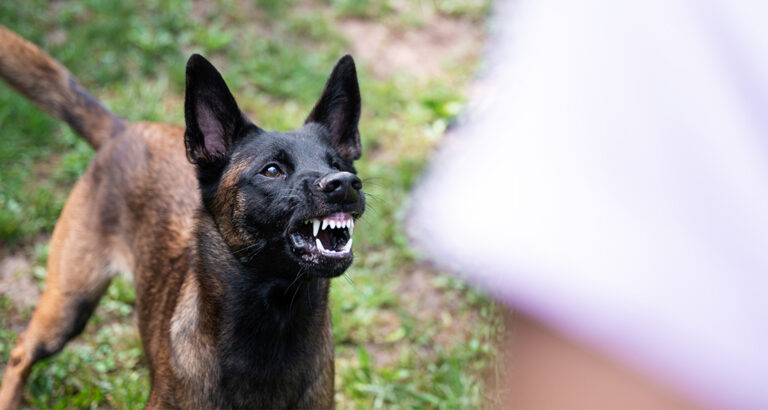 Aggressive Dog – How to React Correctly