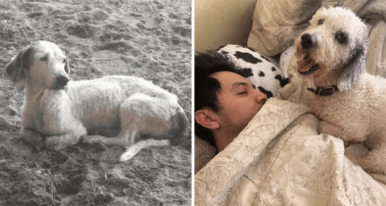 Almost Dehydrated and Completely Alone – How a Loving Encounter Transforms this Dog is Unbelievable