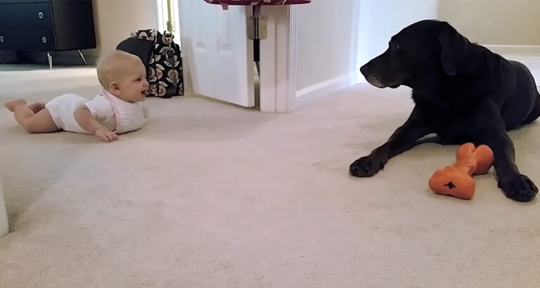 Baby Crawls for the First Time: When It Reaches Its Goal, It’s Rewarded with the Cutest Gesture