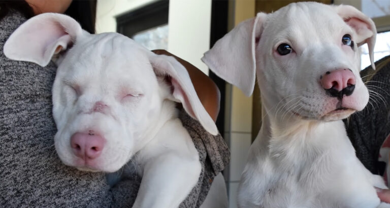 Puppy Never Leaves His Sister’s Side – The Reason Will Break Your Heart