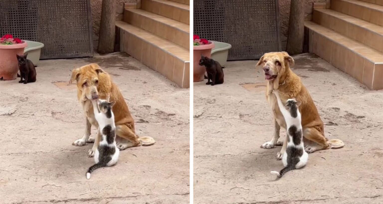 Blind, sick dog suffering in the shelter – how these loving cats comfort him touches all hearts