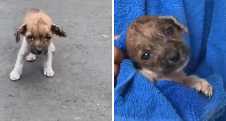 Tiny Puppy Wanders Desperately through the Streets – What Happens Next Will Give You Goosebumps