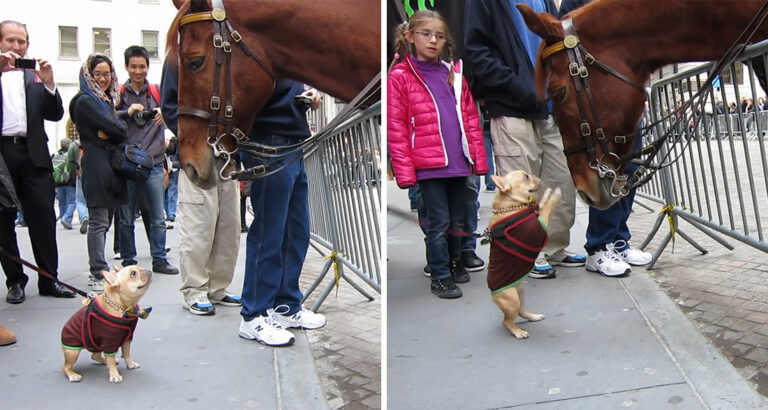 Bulldog meets a police horse for the first time: His sweet reaction makes everyone laugh