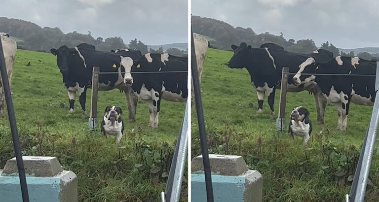 Bulldog stands in a cow pasture and wants to stay – the reason for this is hilarious