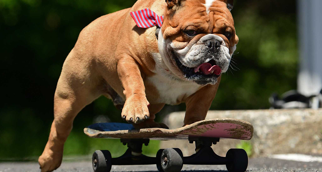 Bulldog with a Crazy Hobby: How This Dog Moves Through the Streets is Simply Unbelievable