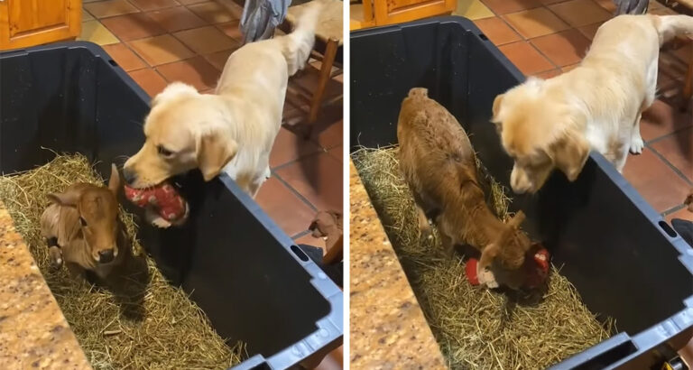 Caring Golden Retriever: What This Dog Does for a Zebu Calf Is Just Adorable