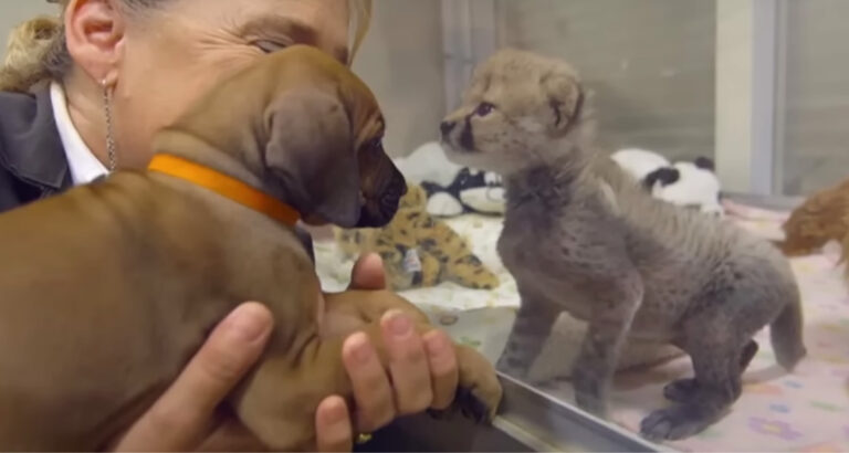 Cheetah mother leaves her only baby – who now comforts the cub is incredibly sweet