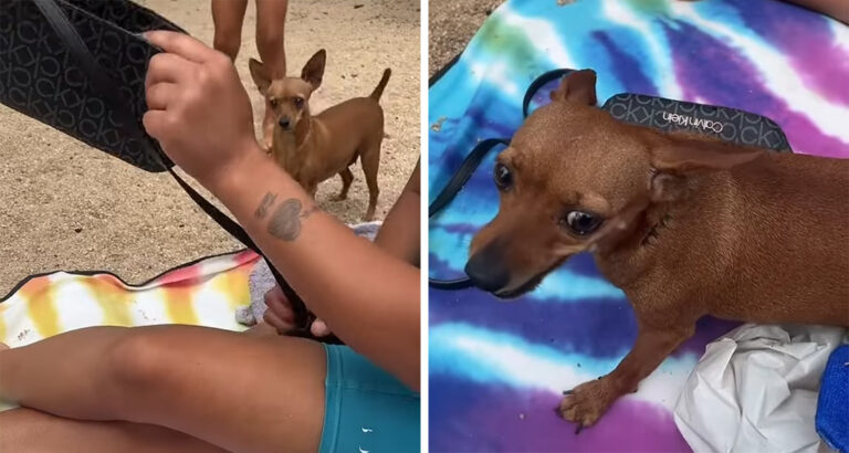 Chihuahua Guards Handbag – Woman Gets a Surprise When She Reaches for It