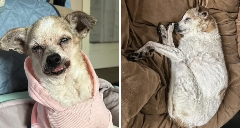 Small head, long legs and already 18 years old: This dog is something very special