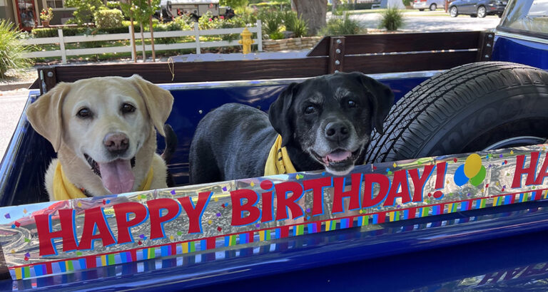 200 Dogs Celebrate 100-Yr-Old’s Birthday In A Pawsitively Wholesome Celebration.