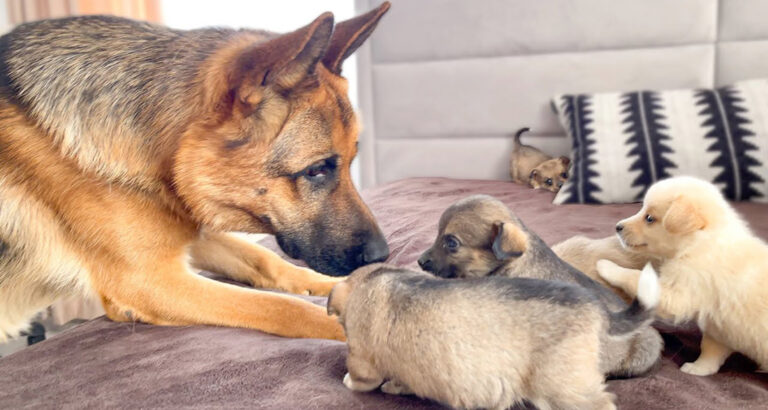 Far from Aggressive: Cute Rocky Dispels German Shepherd Stereotypes