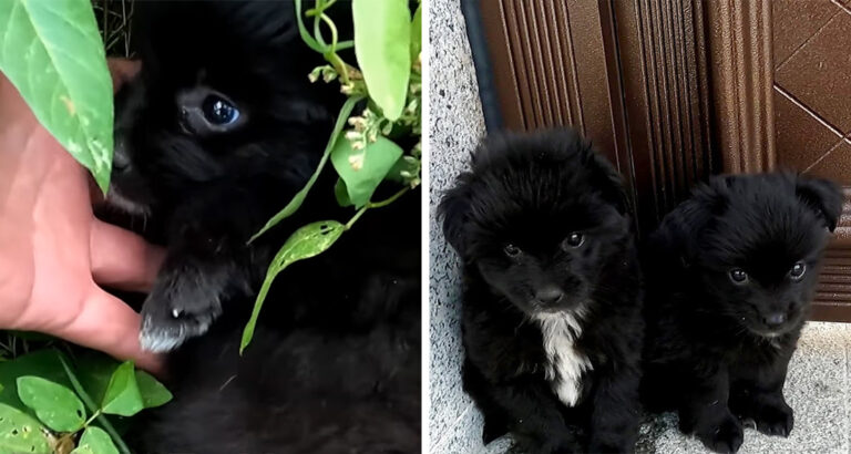 Cyclist finds 2 puppies in the bushes – How the two stick together in the wilderness moves us to tears