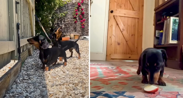 Dachshund siblings find apples irresistible – But what they really want touches the heart