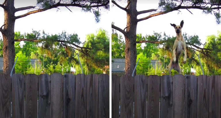 Quite Curious: What This Great Dane Does to Peek Into the Neighbor’s Garden Is Hilarious
