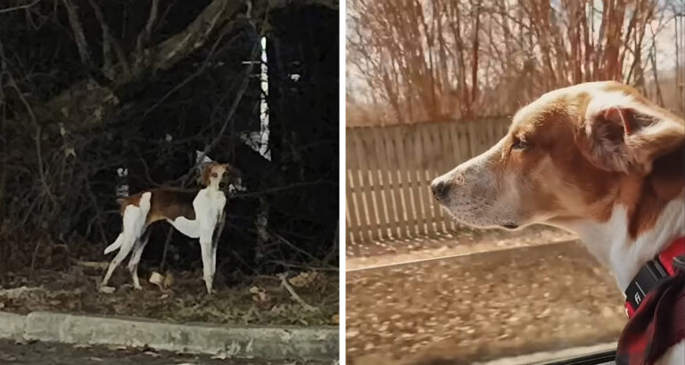 Family Finds Their Lost Dog: Despite Being Their Favorite People, She Runs Away