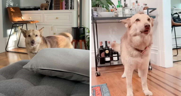 Different tones for every situation: How this dog expresses her wishes is hilariously entertaining