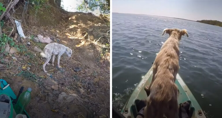 Fateful Encounter: How a Kayaker Rescues an Abandoned Dog