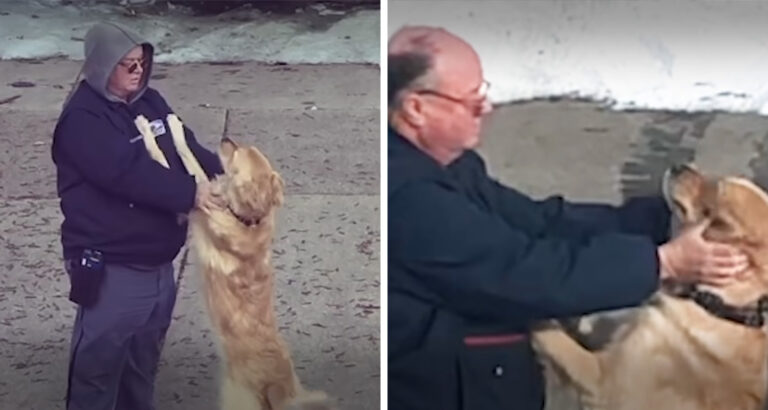 Dog senses that the mailman is sad – his incredible reaction moves the whole world to tears