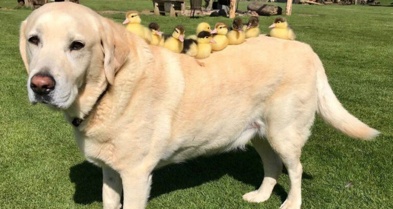Dog Becomes Duck Mother for Ducklings: He Possesses the Perfect Attribute to Tackle the Task