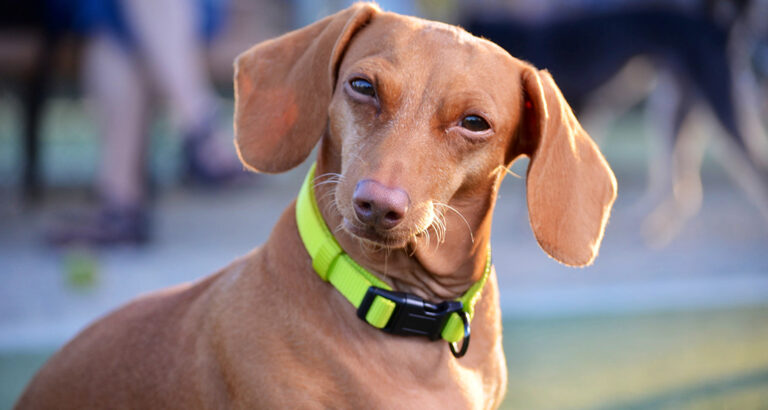 Dog Collars – What Types Are There, and Which Is Right for Your Dog?