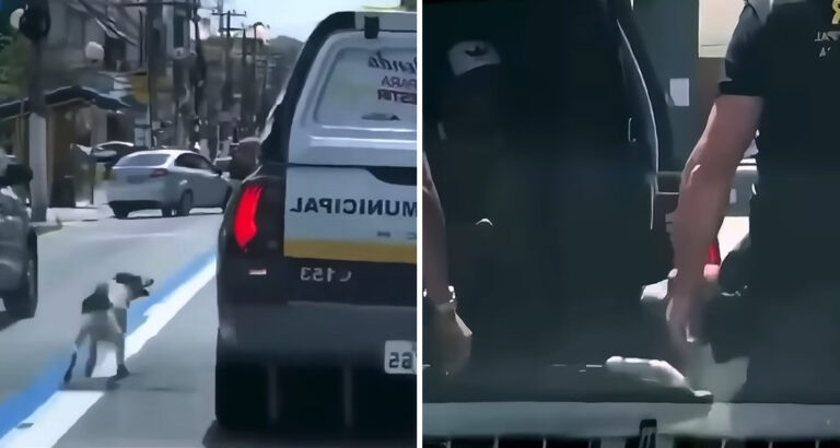 Dog Follows Police Car Through the City – The Reason Is Heartbreaking