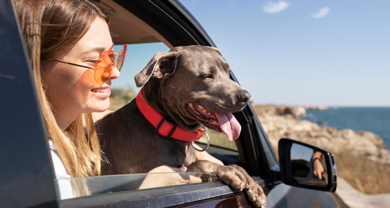 Understanding the Different Types of Dog-Friendly Transportation Options