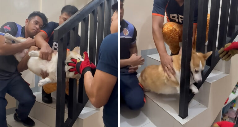 Dog Gets Head Stuck in Staircase Railing – What Follows Is Not for the Faint of Heart