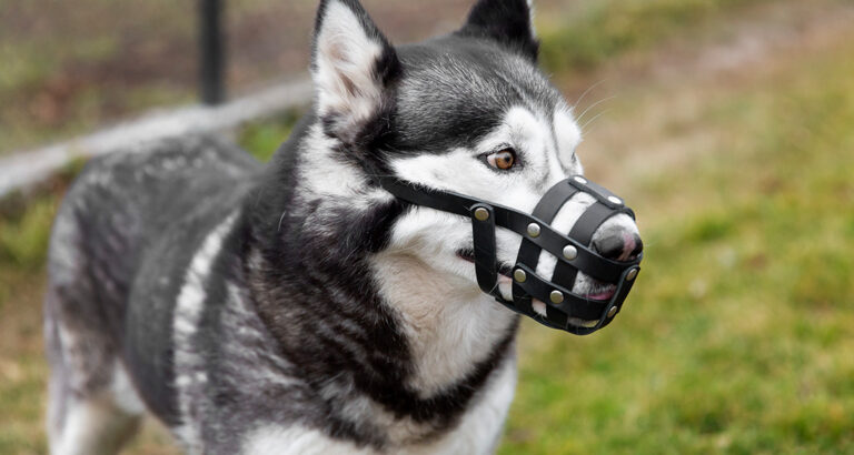 Dog Muzzle: Dispelling Myths and Understanding Its Benefits