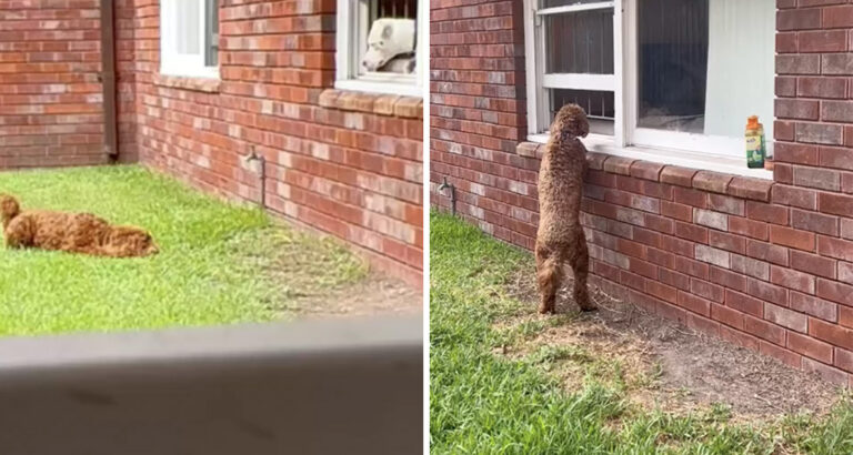 Dog Runs to the Same Window in the Neighborhood Every Day – The Reason Will Warm Your Heart