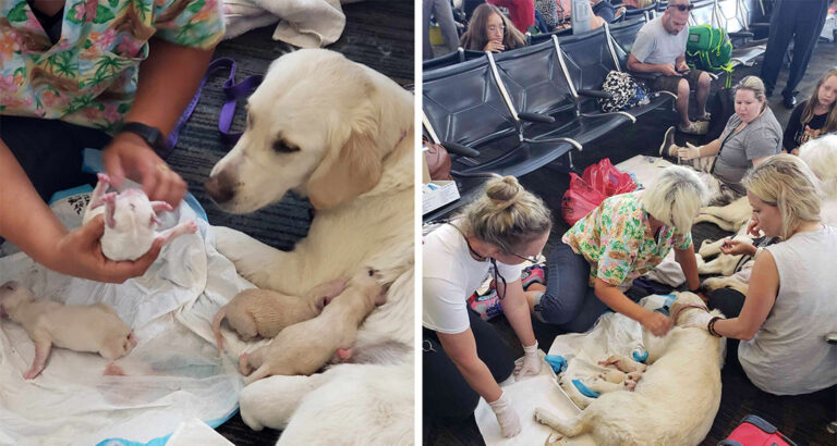 Adorable Airport Incident: Dog Surprises Waiting Passengers with Puppy Birth