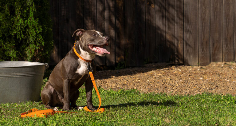 Dog Urine on the Lawn: Preventing Yellow Stains