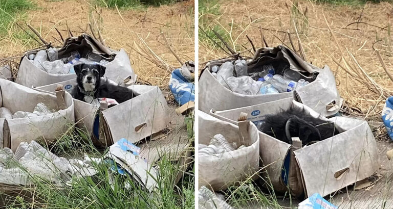Heartlessly Abandoned: Dog Waits for His Family for Days, but Someone Else Comes to Pick Him Up