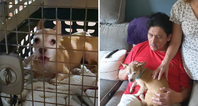 Dog Wants to Bite Everyone Due to Fear – Her Transformation into a Cuddly Sweetheart Warms Everyone’s Hearts