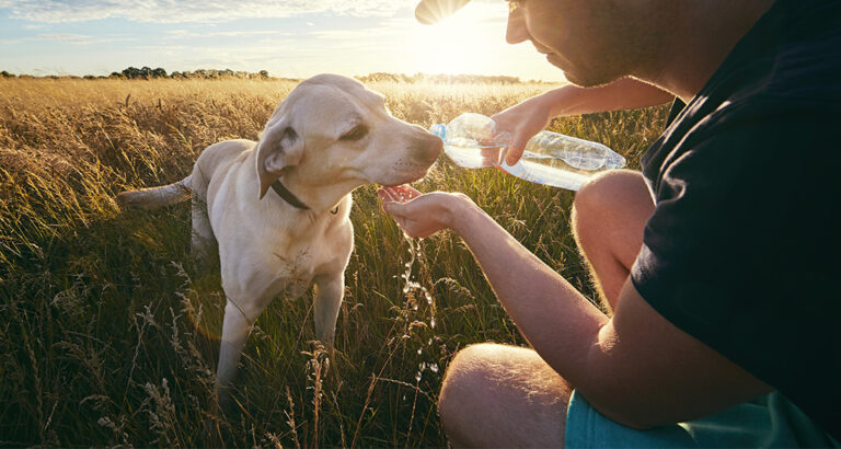 Dog and Heat: How to Provide Cooling for Your Four-Legged Friend in Summer?